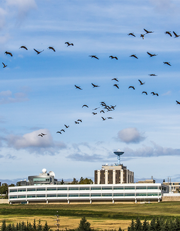 Birds fly in front of Butrovich building